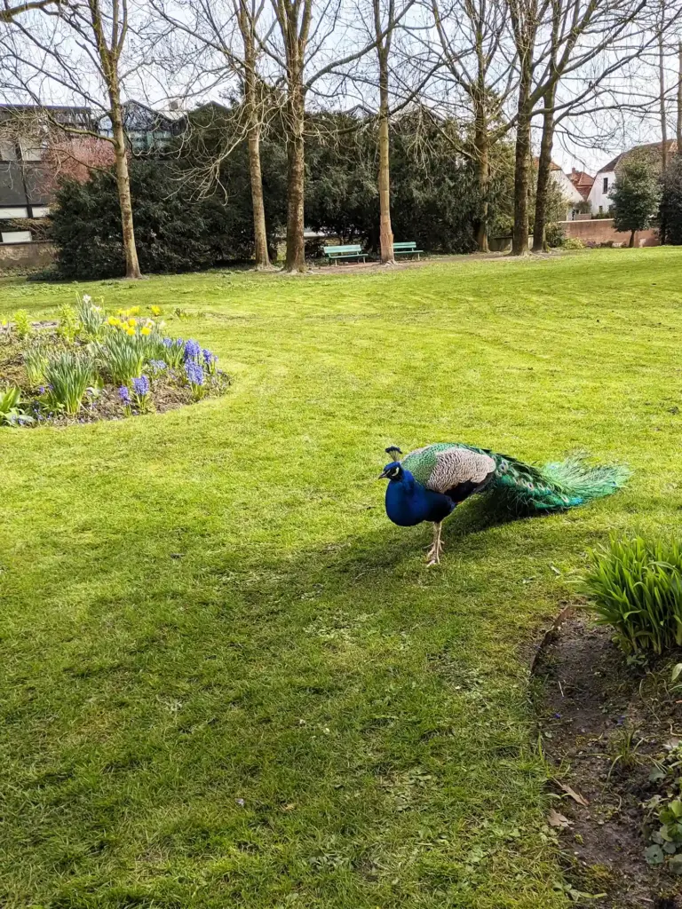 Pfau im Schlosspark Jever